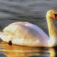 Buy canvas prints of Lone Swan... by John Wain