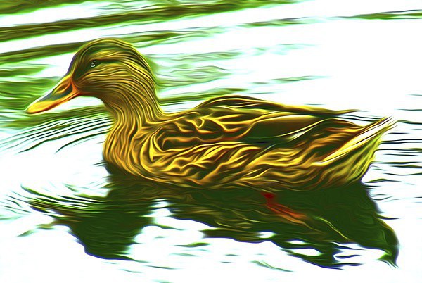 Lady Duck (Digital Art) Picture Board by John Wain