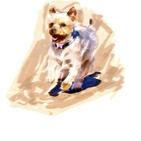 Buy canvas prints of  Yorkshire terrier by John Wain