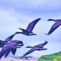 Buy canvas prints of Geese in  flight by John Wain