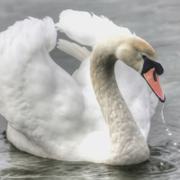 Buy canvas prints of Swan on the Marine Lake by John Wain