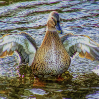 Buy canvas prints of Lady Duck by John Wain