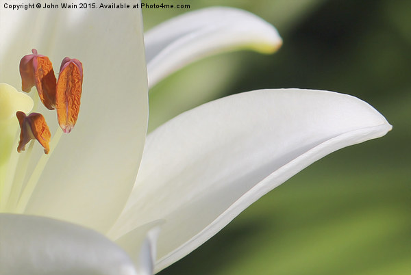 White Lily  Picture Board by John Wain