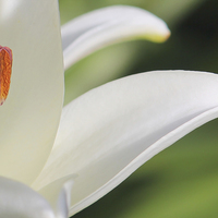 Buy canvas prints of White Lily  by John Wain