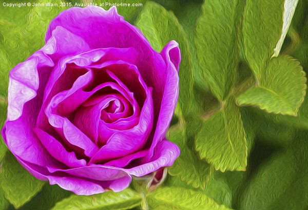 Pink Rose (Digital Art) Picture Board by John Wain