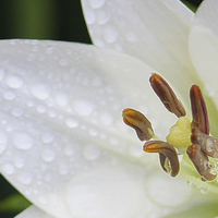 Buy canvas prints of White Lily by John Wain