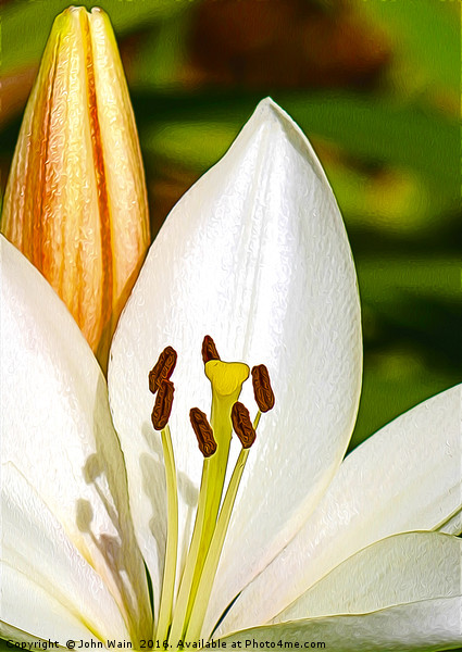White Lily and Bud (Digital Art) Picture Board by John Wain