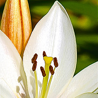 Buy canvas prints of White Lily and Bud (Digital Art) by John Wain