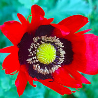 Buy canvas prints of A single Red Poppy by John Wain
