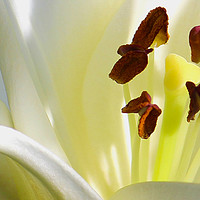 Buy canvas prints of White Lily (Digital Art) by John Wain
