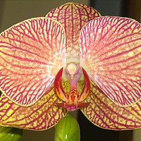 Buy canvas prints of Orchid by John Wain