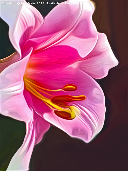 Lily (Digital Art) Picture Board by John Wain