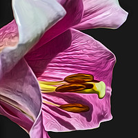 Buy canvas prints of Lily (Digital Art) by John Wain