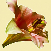 Buy canvas prints of Lily (Abstract Digital Art) by John Wain