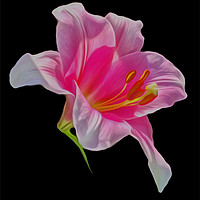 Buy canvas prints of Lily (Digital Art) by John Wain