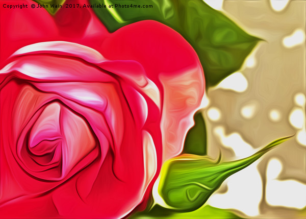 Red Rose (Digital Art) Picture Board by John Wain