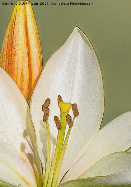 White Lily and Bud (Digital Art) Picture Board by John Wain