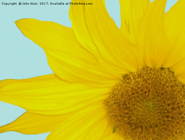 Sunflower Picture Board by John Wain