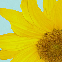 Buy canvas prints of Sunflower by John Wain