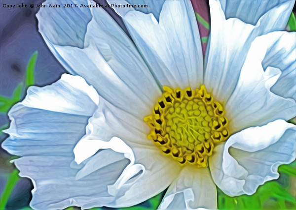 Cosmos Hummingbird white (Digital Art) Picture Board by John Wain