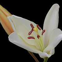 Buy canvas prints of White Lily and Bud (Digital Art) by John Wain