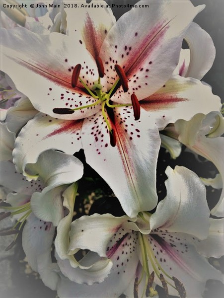 White Lily (Digital Art) Picture Board by John Wain