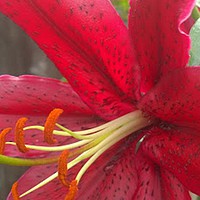 Buy canvas prints of Red Lily Digital Art by John Wain