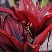 Buy canvas prints of Red Lily by John Wain