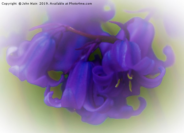 Bluebells (Digital Art) Picture Board by John Wain