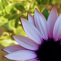 Buy canvas prints of African Daisy by John Wain
