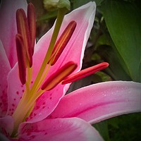 Buy canvas prints of Oriental Lily (Digital Art)  by John Wain