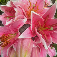 Buy canvas prints of Stargazer Lilies (Digital Art)  by John Wain