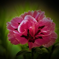 Buy canvas prints of Pink Carnation (Digital Art) by John Wain