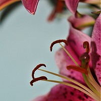Buy canvas prints of Oriental Lily (Digital Art) by John Wain