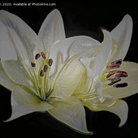 Buy canvas prints of White Lilies (Digital Art)  by John Wain