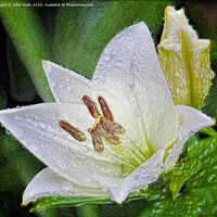 Buy canvas prints of White Lily (Digital Art)  by John Wain