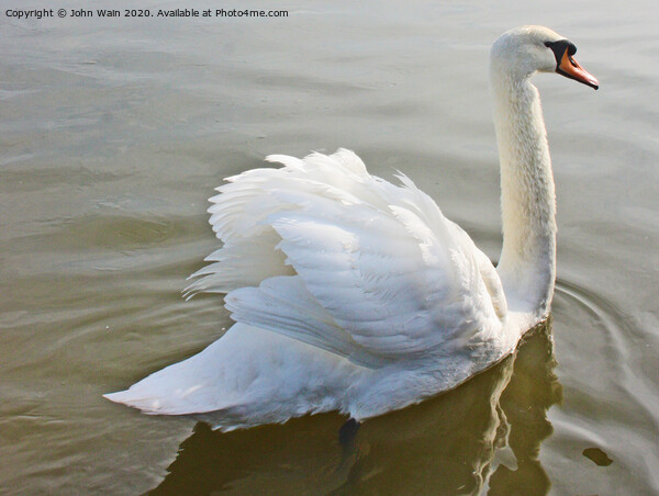 Swan Swimming Picture Board by John Wain