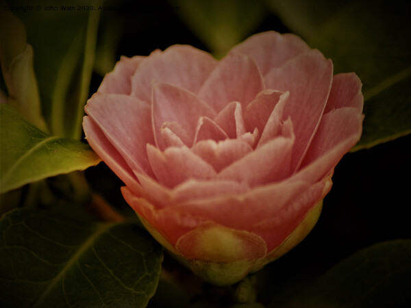 Pink Camellia Picture Board by John Wain