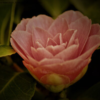 Buy canvas prints of Pink Camellia by John Wain