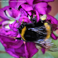 Buy canvas prints of Bumble Bee by John Wain