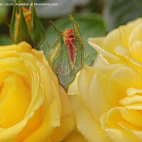 Buy canvas prints of Lovely Yellow Roses (Digital Art) by John Wain