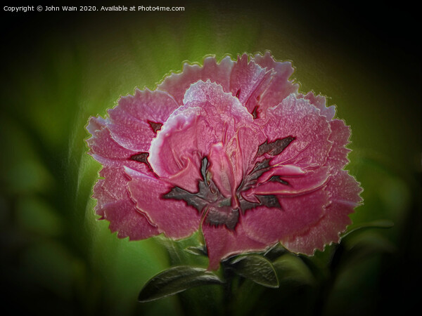 Pink Carnation Digital Art Picture Board by John Wain
