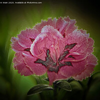 Buy canvas prints of Pink Carnation Digital Art by John Wain