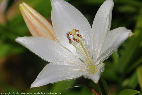 White Lily (Digital Art)  Picture Board by John Wain