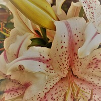 Buy canvas prints of Lilies by John Wain