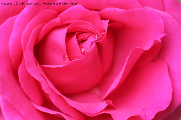 Pink Hybrid Tea Rose Picture Board by John Wain