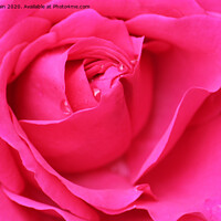 Buy canvas prints of Pink Hybrid Tea Rose by John Wain
