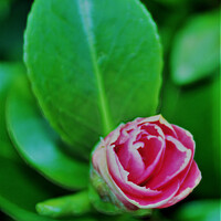Buy canvas prints of Pink Camellia (Digital Art) by John Wain