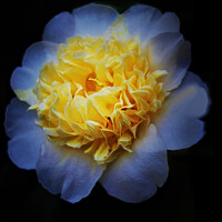 Buy canvas prints of White Camellia (Digital Art) by John Wain