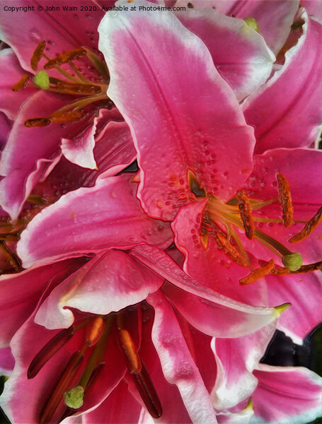 Stargazer Lilies (Digital Art)  Picture Board by John Wain